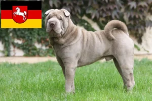 Read more about the article Shar-Pei crescători și căței în Saxonia Inferioară