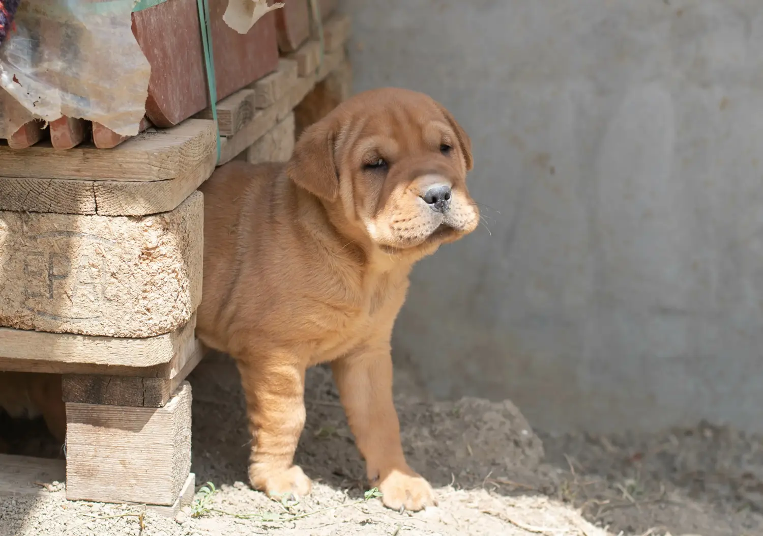 Cumpărarea unui cățel Shar-Pei înseamnă asumarea responsabilității! Cumpărați cățeluși Shar-Pei.