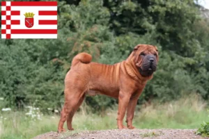 Read more about the article Shar-Pei crescători și căței în Bremen