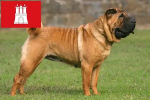 Read more about the article Shar-Pei crescători și căței în Hamburg