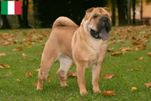 Read more about the article Crescători de Shar-Pei și căței în Italia
