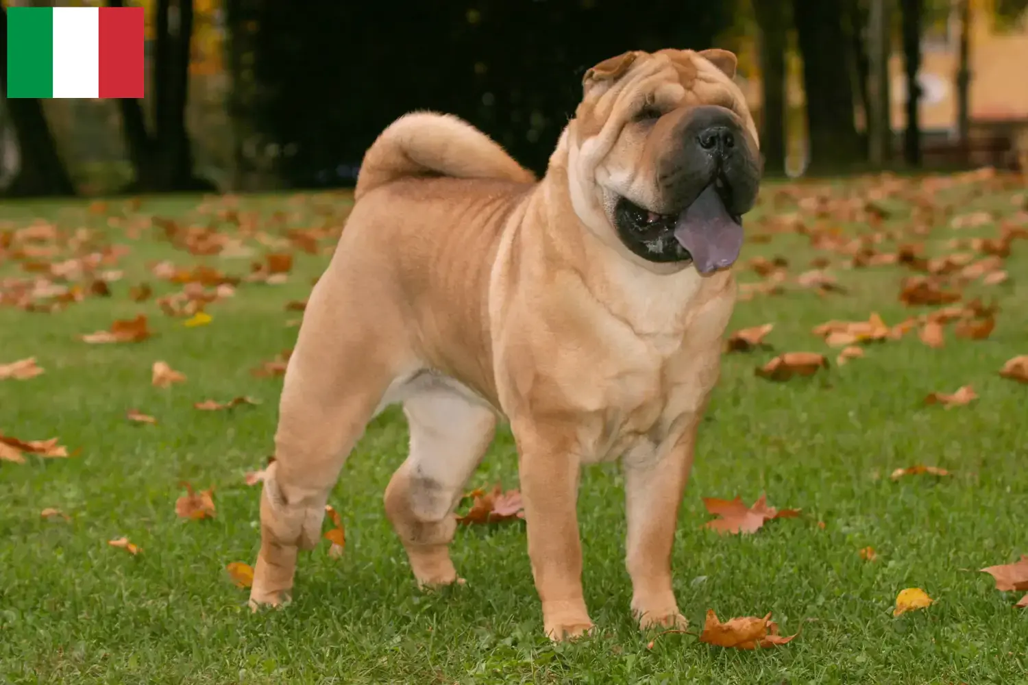 Catelusi Shar-Pei si crescători Italia Găsiți crescători de Shar-Pei în Italia aici.