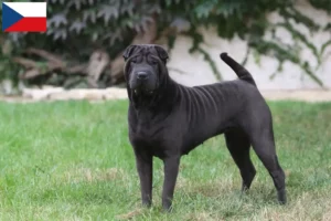 Read more about the article Crescători și căței Shar-Pei în Republica Cehă