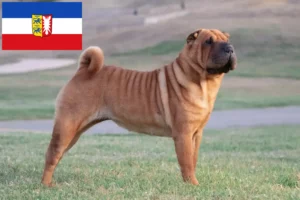 Read more about the article Shar-Pei crescători și căței în Schleswig-Holstein