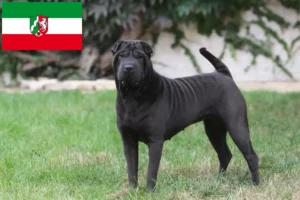 Read more about the article Shar-Pei crescători și căței în Renania de Nord-Westfalia