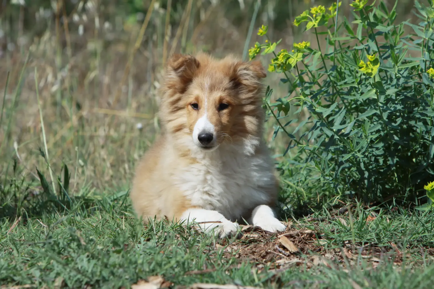Cumpărarea unui cățeluș Sheltie înseamnă asumarea responsabilității! Cumpărați cățeluși Sheltie.