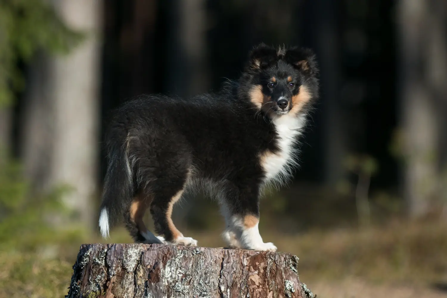 Cumpărarea unui cățeluș Sheltie înseamnă asumarea responsabilității! Cumpărați cățeluși Sheltie.