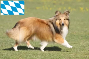 Read more about the article Sheltie crescători și căței în Bavaria