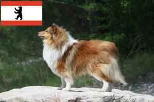 Read more about the article Sheltie crescători și căței în Berlin