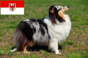 Read more about the article Sheltie crescători și căței în Brandenburg