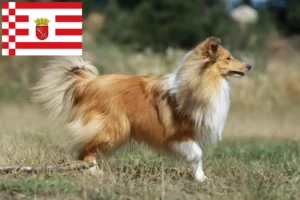 Read more about the article Sheltie crescători și căței în Bremen