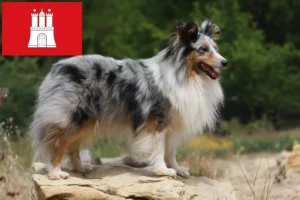 Read more about the article Sheltie crescători și căței în Hamburg