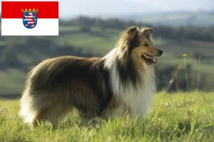 Read more about the article Sheltie crescători și căței în Hessen