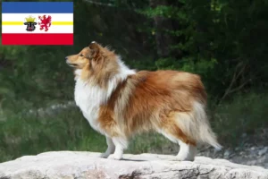 Read more about the article Sheltie crescători și căței în Mecklenburg-Vorpommern