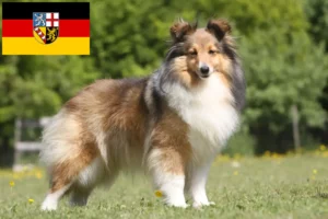 Read more about the article Sheltie crescători și căței în Saarland