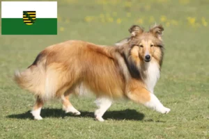 Read more about the article Sheltie crescători și căței în Saxonia