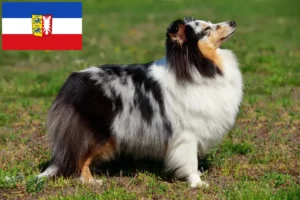 Read more about the article Sheltie crescători și căței în Schleswig-Holstein