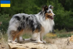 Read more about the article Sheltie crescători și căței în Ucraina