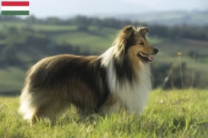 Read more about the article Sheltie crescători și căței în Ungaria