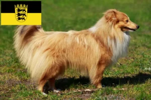 Read more about the article Sheltie crescători și căței în Baden-Württemberg