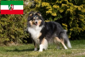 Read more about the article Sheltie crescători și căței în Renania de Nord-Westfalia