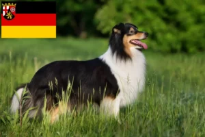 Read more about the article Sheltie crescători și căței în Renania-Palatinat