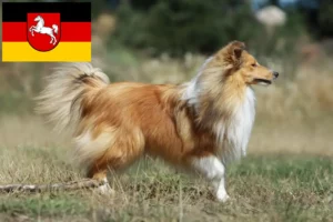 Read more about the article Sheltie crescători și căței în Saxonia Inferioară