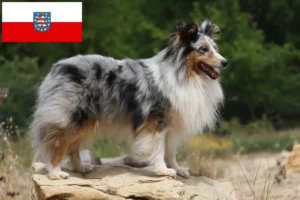 Read more about the article Sheltie crescători și căței în Thuringia