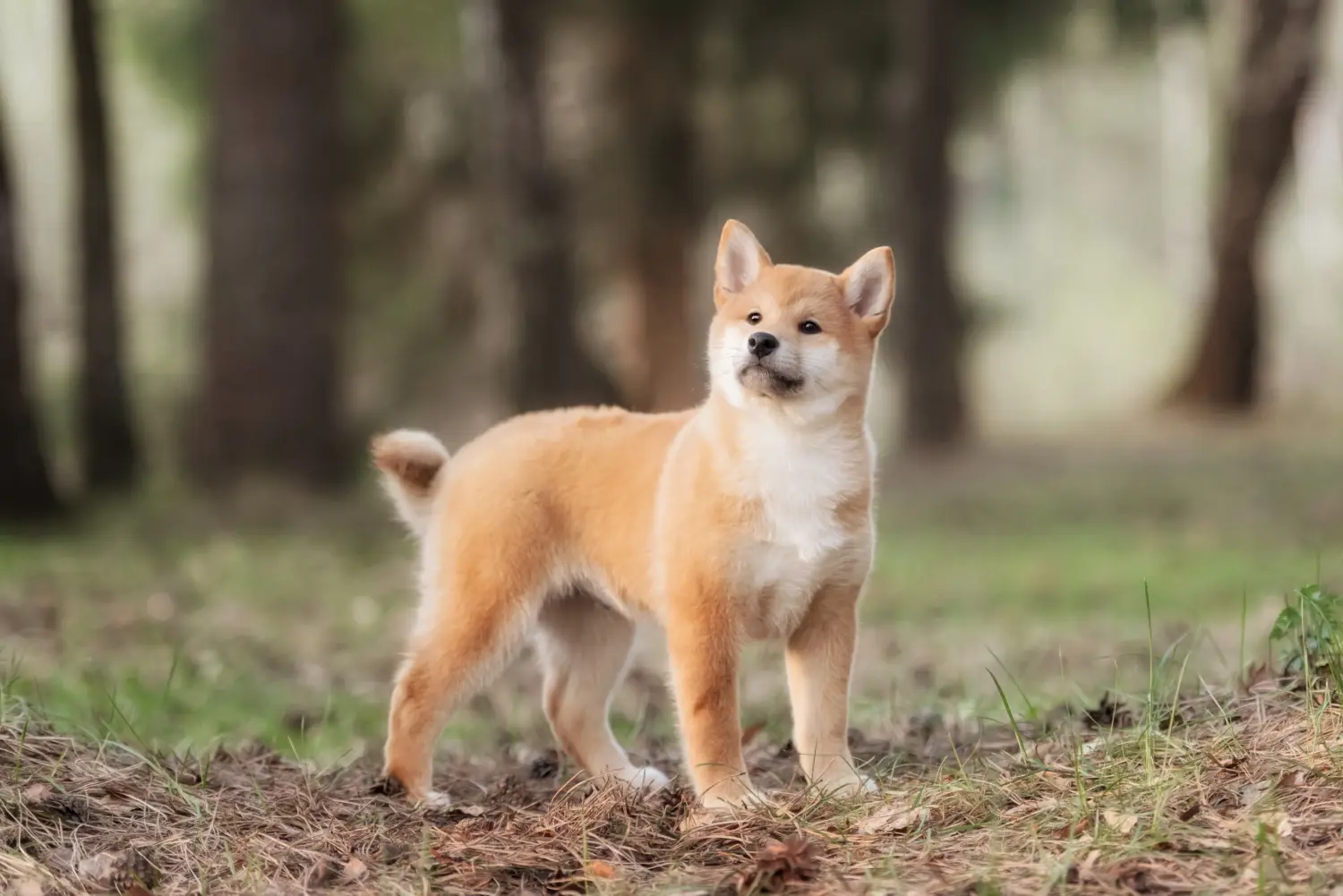 Cumpărarea unui cățel Shiba înseamnă asumarea responsabilității! Cumpărați cățeluși Shiba.