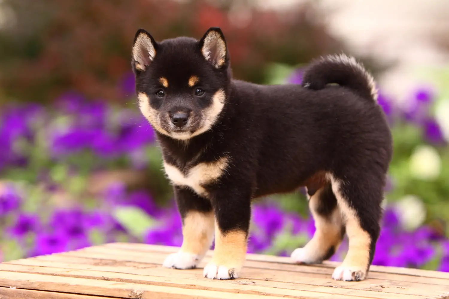 Cumpărarea unui cățel Shiba înseamnă asumarea responsabilității! Cumpărați cățeluși Shiba.