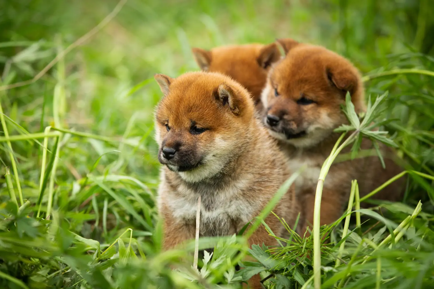 Cumpărarea unui cățel Shiba înseamnă asumarea responsabilității! Cumpărați cățeluși Shiba.