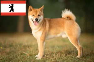 Read more about the article Shiba crescători și căței în Berlin