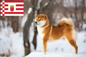 Read more about the article Shiba crescători și căței în Bremen