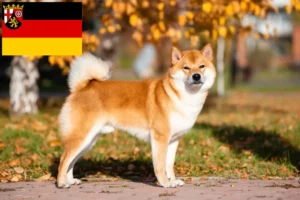 Read more about the article Shiba crescători și căței în Renania-Palatinat