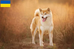 Read more about the article Shiba crescători și căței în Ucraina