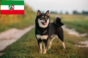 Read more about the article Shiba crescători și căței în Renania de Nord-Westfalia
