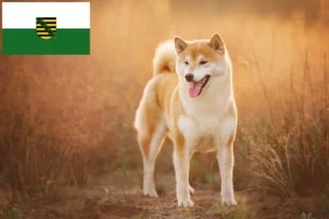 Read more about the article Shiba crescători și căței în Saxonia