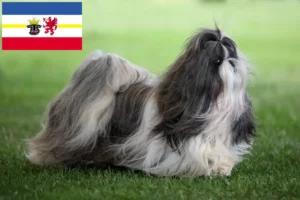 Read more about the article Shih Tzu crescători și căței în Mecklenburg-Vorpommern