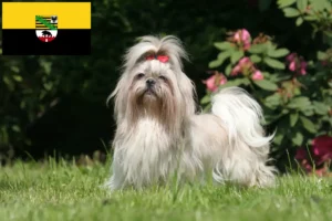 Read more about the article Shih Tzu crescători și căței în Saxonia-Anhalt