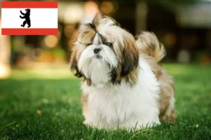 Read more about the article Shih Tzu crescători și căței în Berlin