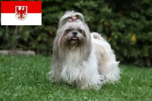Read more about the article Shih Tzu crescători și căței în Brandenburg