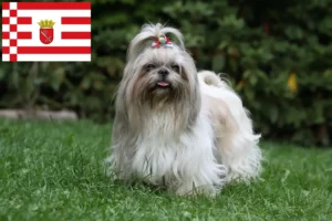 Read more about the article Shih Tzu crescători și căței în Bremen