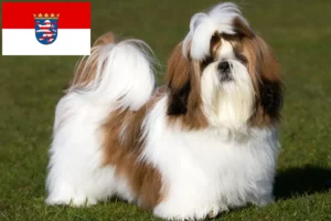 Read more about the article Shih Tzu crescători și căței în Hessen