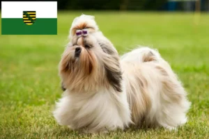 Read more about the article Shih Tzu crescători și căței în Saxonia