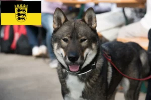 Read more about the article Shikoku crescători și căței în Baden-Württemberg