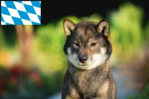 Read more about the article Shikoku crescători și căței în Bavaria