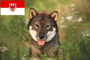Read more about the article Shikoku crescători și căței în Brandenburg