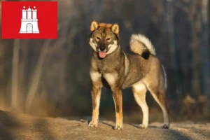 Read more about the article Shikoku crescători și căței în Hamburg