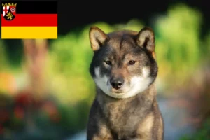 Read more about the article Shikoku crescători și căței în Renania-Palatinat