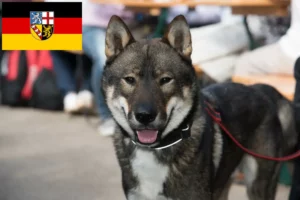 Read more about the article Shikoku crescători și căței în Saarland